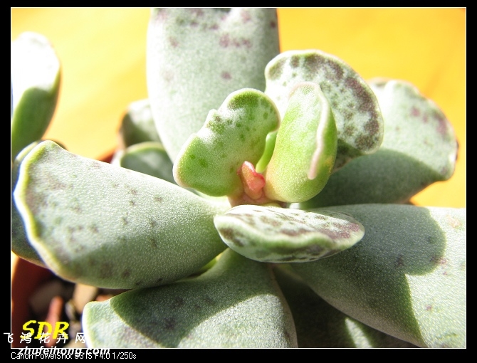 Adromischus cooperi `Tenkinshou`