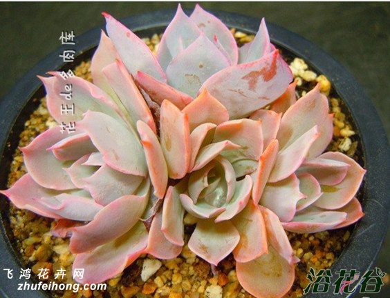 ɫEcheveria Blue heron