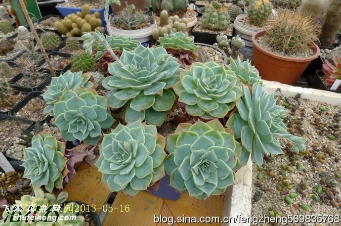 ʯ(Echeveria Glauca gigantea)