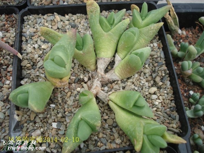 Gibbaeum shandii Kareevlakte