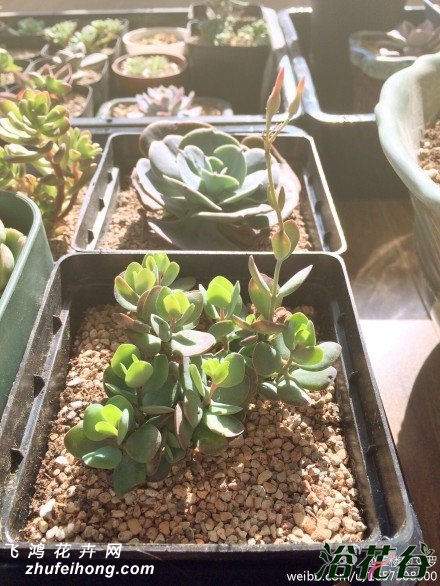 СԲ(Kalanchoe rotundifolia)ֲ