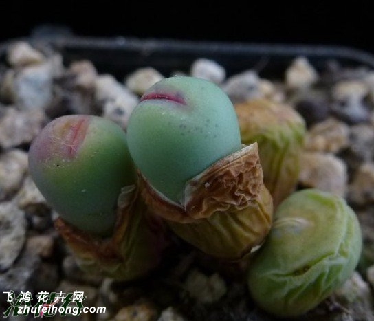 Ќm Conophytum breve