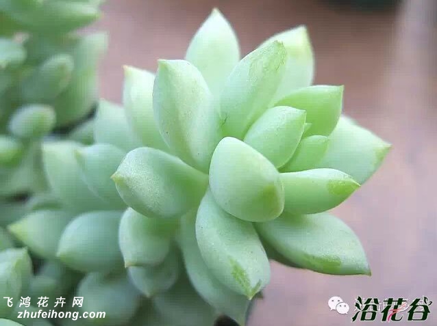 Sedum morganianum