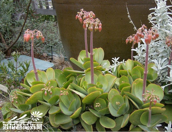 ֻCotyledon orbiculata