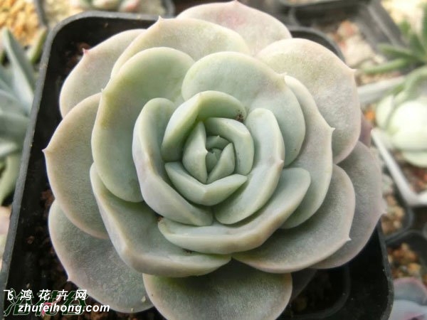 ɫϲEcheveria Blue Surprise