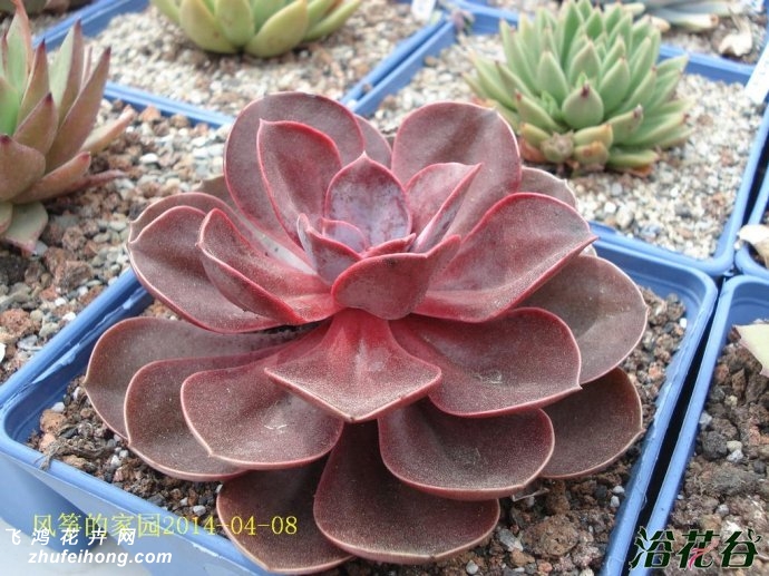 챦ʯEcheveria Magic Red