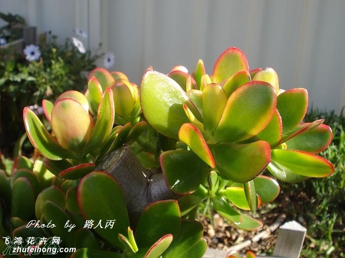 ƽ£Jade plant