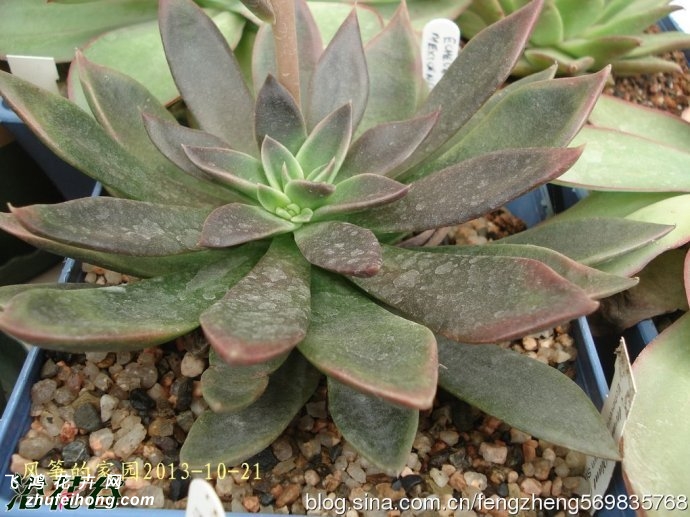 ˪Echeveria brown sugar