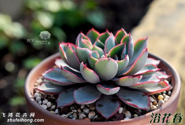 Echeveria Hera