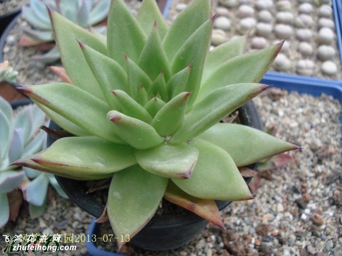 Ȼ֮Echeveria agavoides v Corderoyi