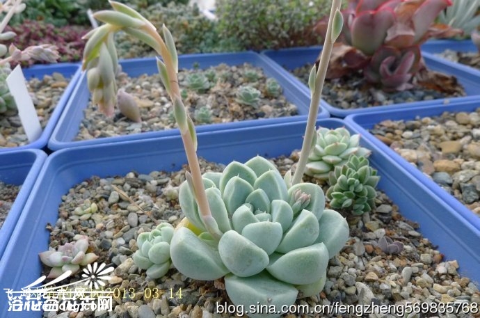 ҶӰ Echeveria elegans \ width=