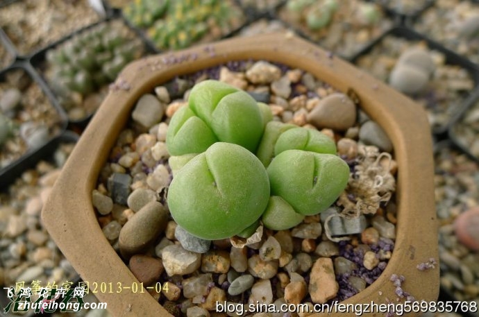 Gibbaeum cryptopodium