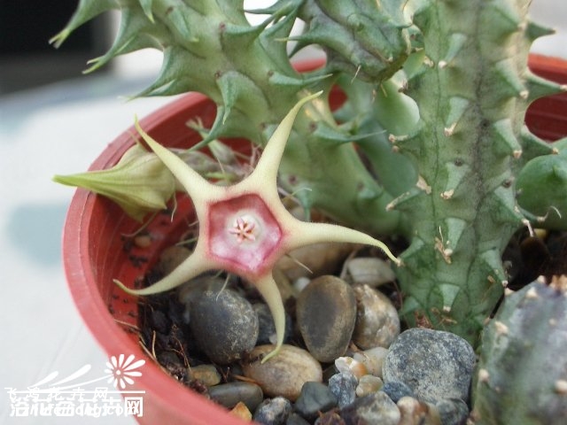 Huernia verekeri