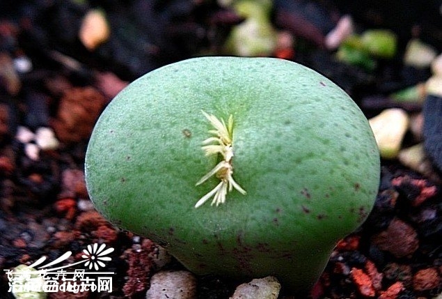 Conophytum flavum