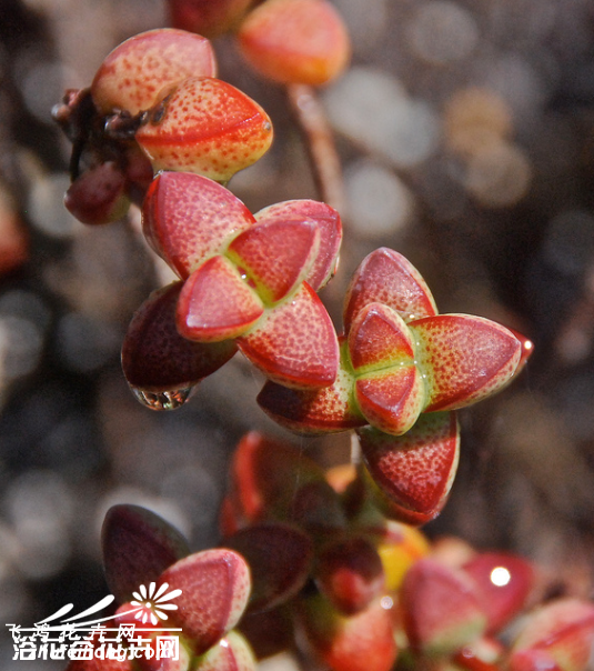 ŮCrassula brevifolia