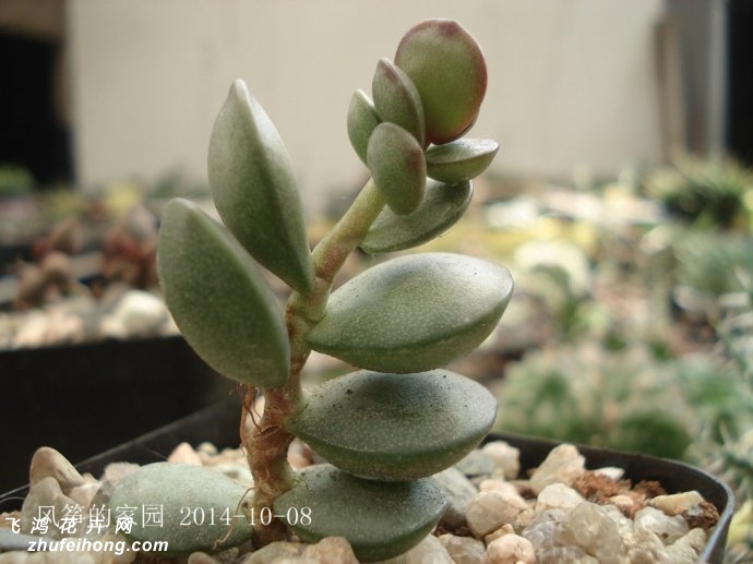 ԲҶAdromischus subdistichus