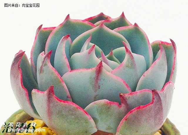 Echeveria Amistar