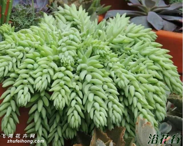 Sedum morganianum