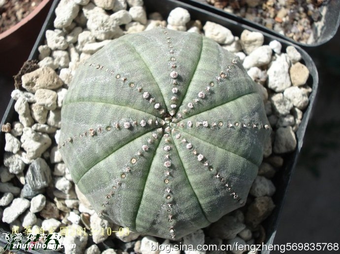 Euphorbia obesa)