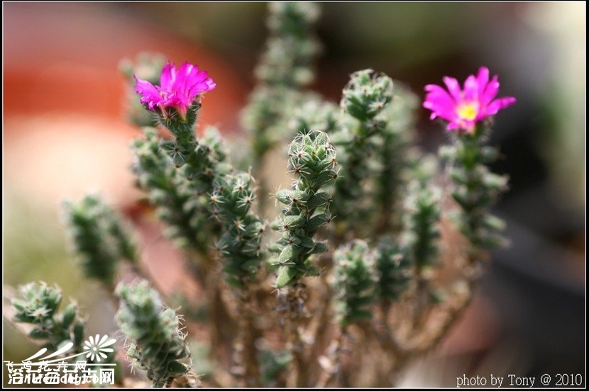 СTrichodiadema bulbosum