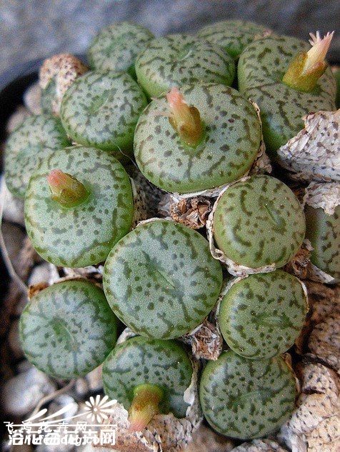 Conophytum minimum wittebergense