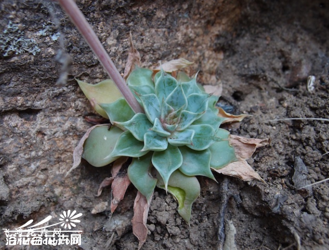 Graptopetalum bartramii