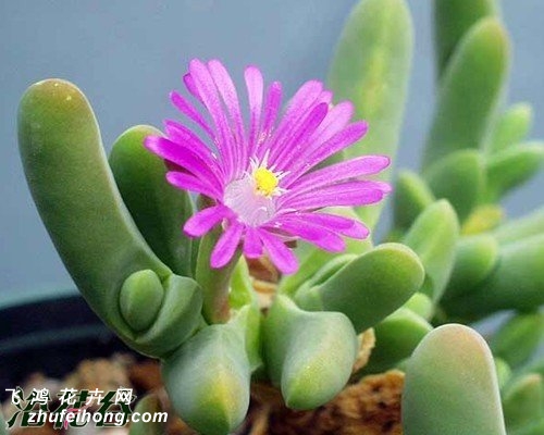 Gibbaeum geminum