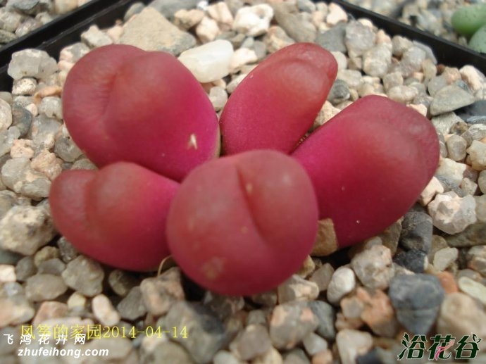 ɫëConophytum maughaniiRed