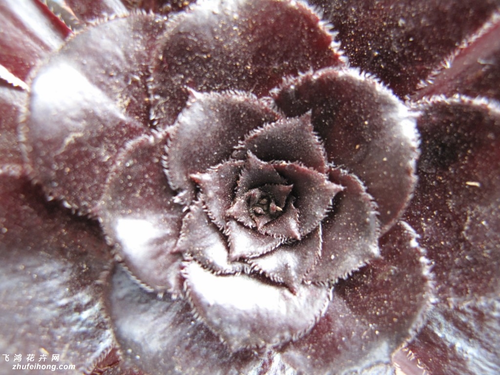 ڷʦAeonium arboreum var. atropurpureum