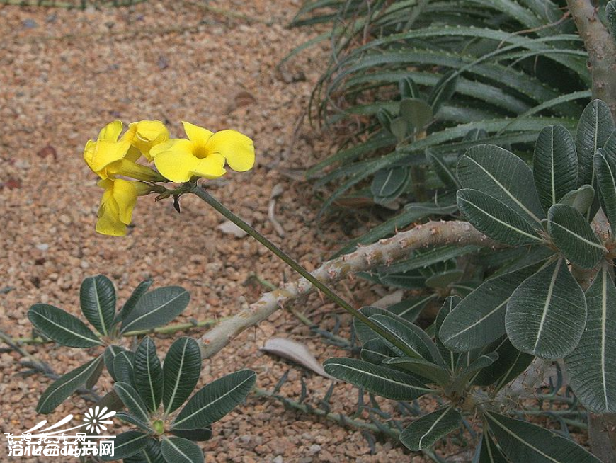 Pachypodium rosulatum var. gracilius