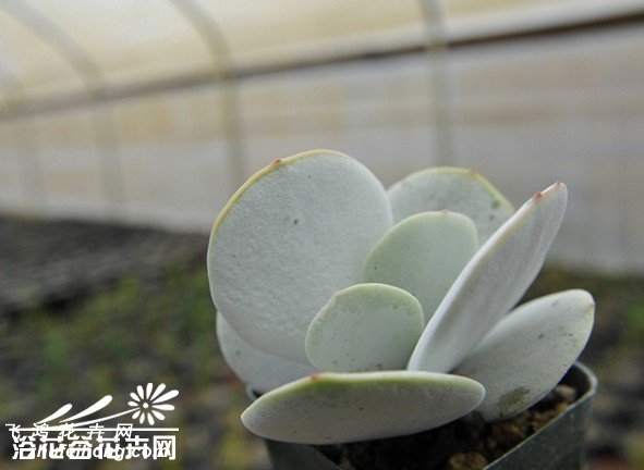 ֻCotyledon orbiculata