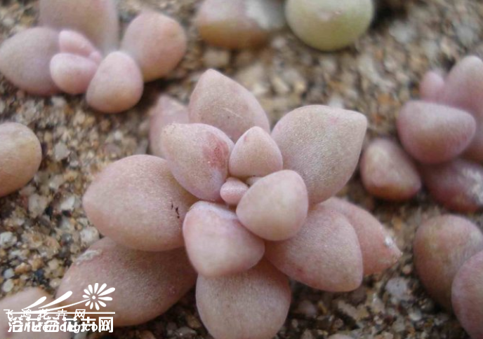 Graptopetalum mendozae