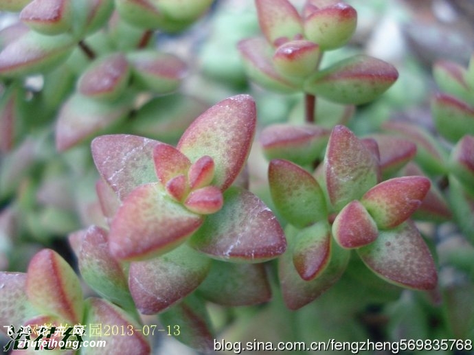 Ů(Crassula brevifolia)ͼƬ