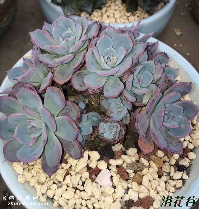 ˹Echeveria Laulensis