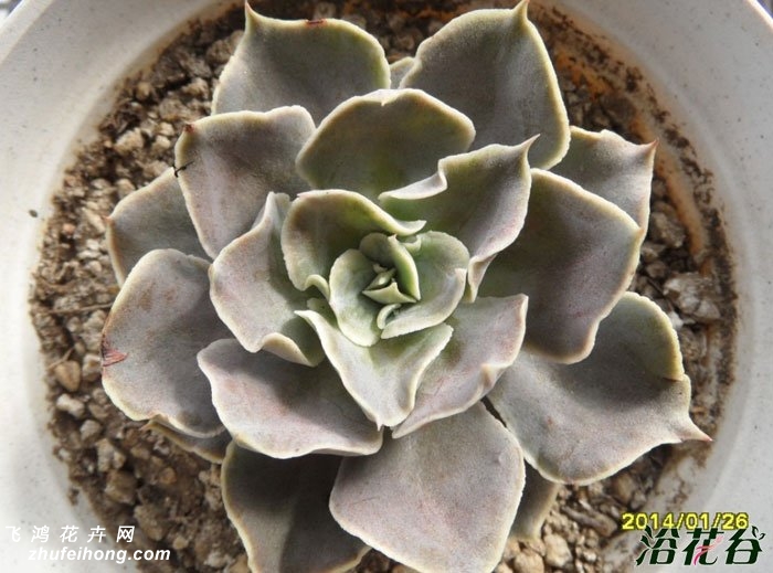 Echeveria White Prince