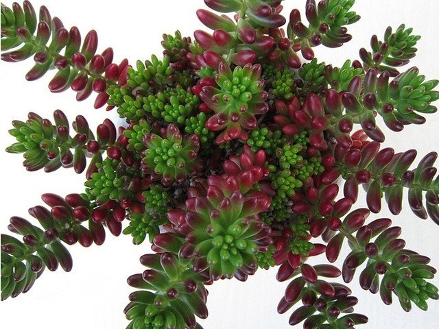 ֮Sedum rubrotinctum