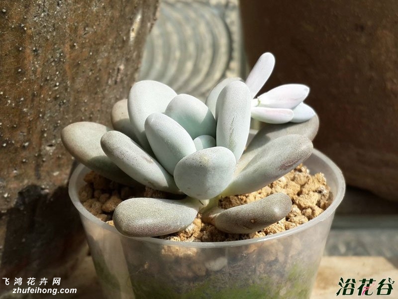 Pachyphytum oviferum