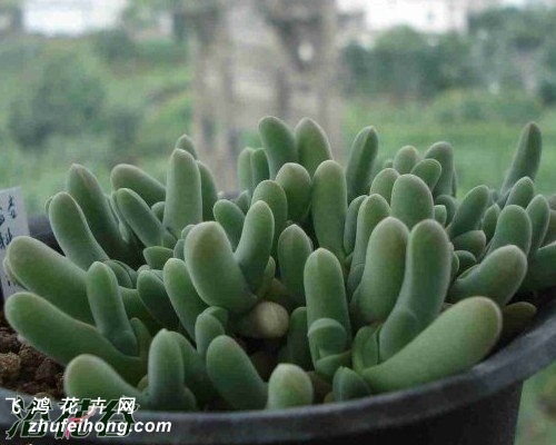 Gibbaeum geminum