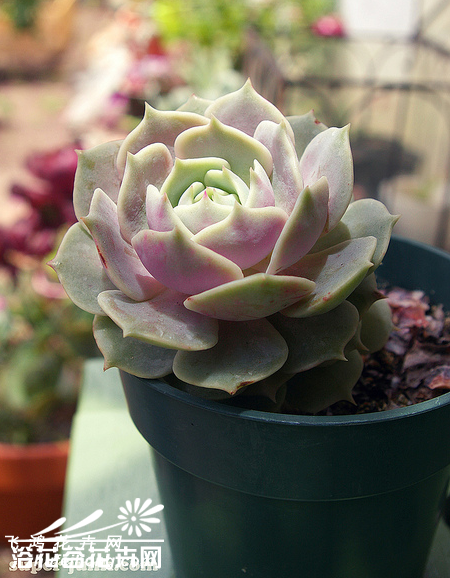 ¶Echeveria lola