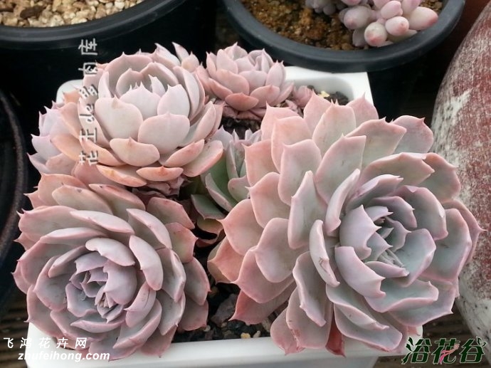 ɫEcheveria Blue heron