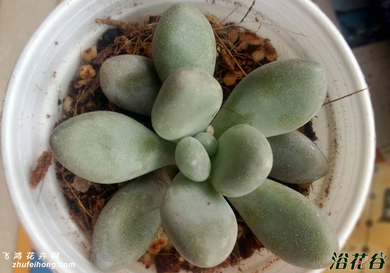 Pachyphytum oviferum