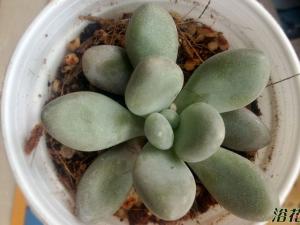 Pachyphytum oviferum ˾ƺҶֲҲ