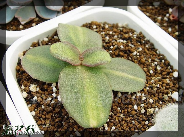 ֮Crassula multicava f. variegata