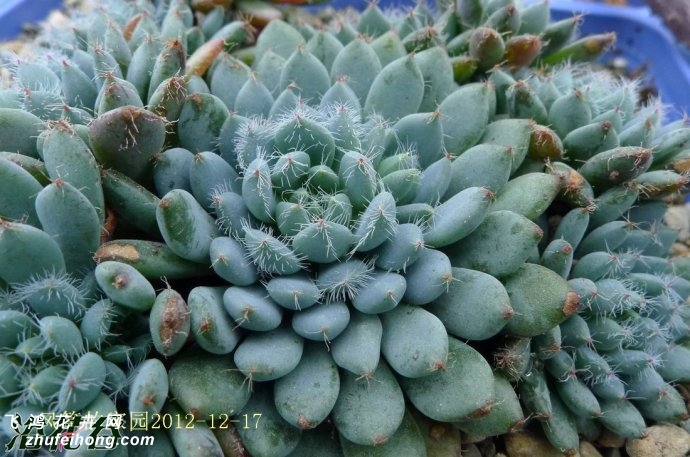 СEcheveria setosa v. deminuta