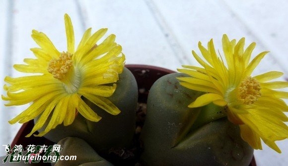 Ѥ C299 Lithops schwantesii ssp. schwantesii v. marthae