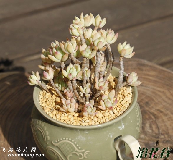 СŮGraptosedum Little Beauty