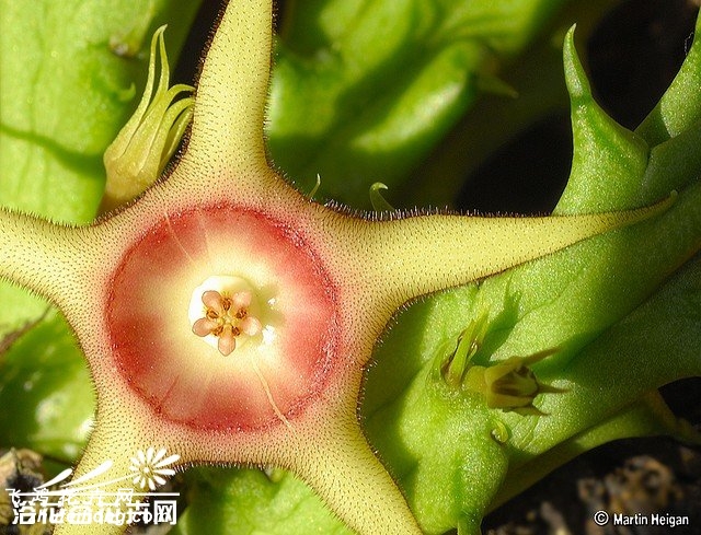 Huernia verekeri