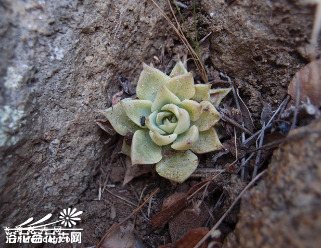 Graptopetalum bartramii