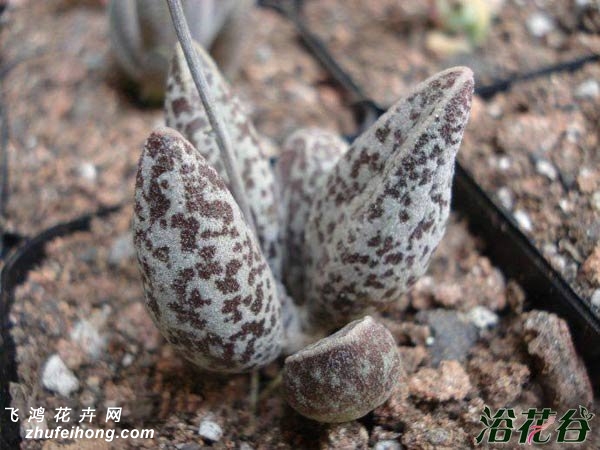 ˮAdromischus marianae v