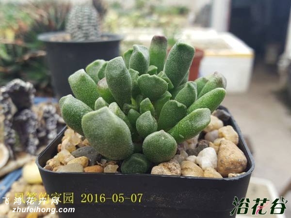 Adromischus cristatus V.shonlandii